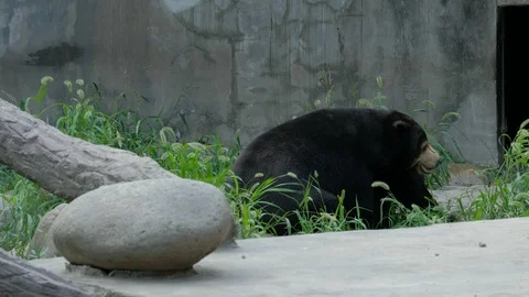 Two playing Sun Bear Video stock 119454715