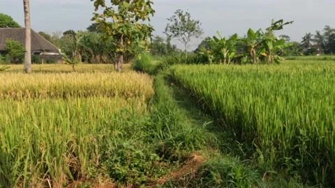 Two plots of yellowed rice plants that are ready to harvest and those that ar Stock Footage 204731338