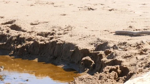 Two plover chicks walking in the sand and water on the beach Stock Footage 122412540