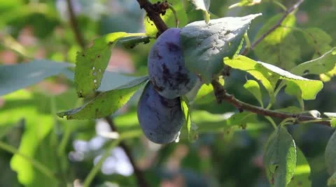Two plum fruits on the sprig close Stock-Footage 20287341