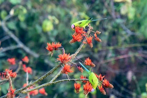 Two Plum-headed Parakeets Perch On Red Flower Branches Stock Photos