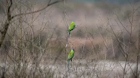 Two plum headed parakeets on thin branches in Jim Corbett national park Stock Footage 303274145