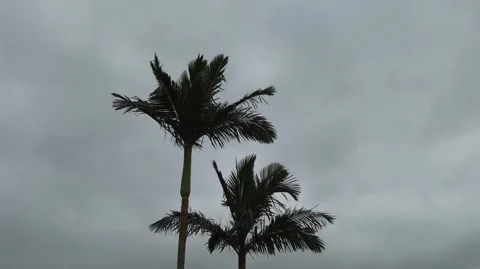 Two plum trees blowing in the wind on cloudy sky background Stock Footage 276691243