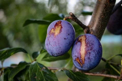 Two plums with damage to the plums on the tree. Foto stock