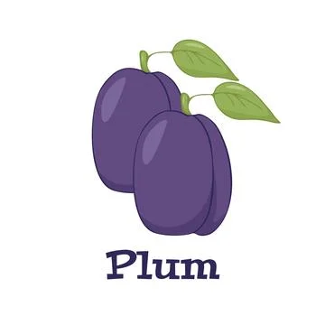 Two Plums isolated on a white background. Vector illustration Stock Illustration