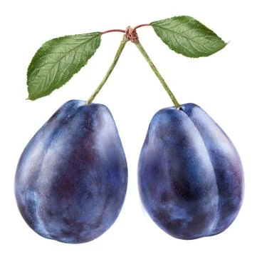 Two plums Stock Photos