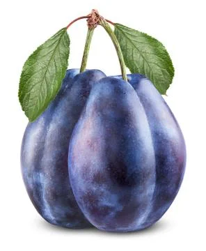Two plums Stock Photos