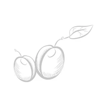 Two plums with stem and leaf, line sketch organic summer fruit Stock Illustration