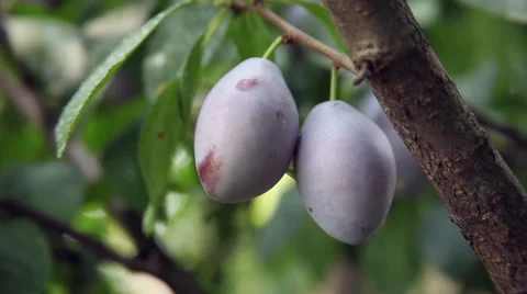 Two plums on a tree branch, orchard, harvest, autumn fruits, farming Stock Footage 40669117
