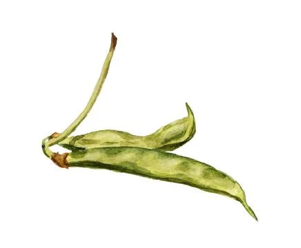 Two pods of haricot Stock Illustration