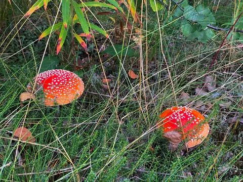 Two poisonous red fly agaric mushrooms with white spots grow in tall grass. T Фото