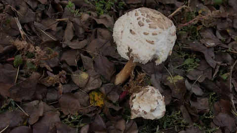 Two Poisonous Toadstool Mushrooms Grown in a Home Garden. Mushrooms in a Leaves Stock Footage 119281674
