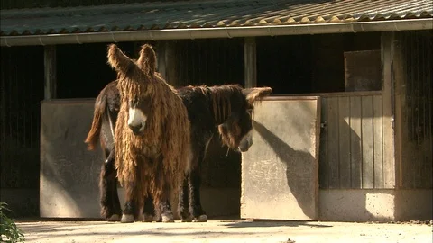 Two Poitevin Donkeys standing in front of stables with one walking away 動画素材 95601627