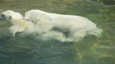 Two polar bear cubs playing in water Stock Footage 829464