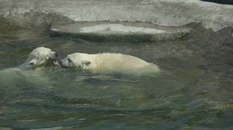 Two polar bear cubs playing in water Stock Footage 829848