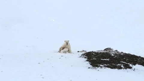 Two Polar bear cubs suckling from their mother in the Arctic circle Stock Footage 297530752