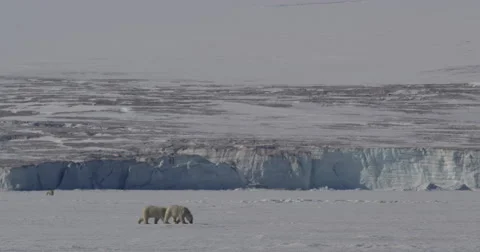 Two Polar Bear cubs walking across sea ice together in front of glacier cliff Stock Footage 61022659
