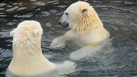 Two polar bear in water Stock Footage 69916017