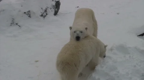 Two polar bears are walking in the snow Stock Footage 1073422