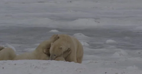 Two polar bears bite and battle on sea ice in playful sparring Stock Footage 65179311