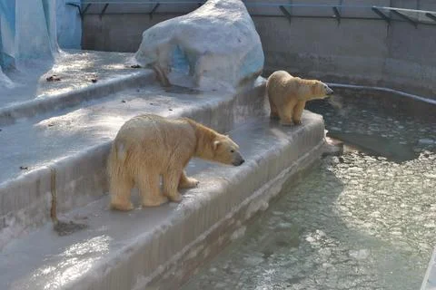 Two polar bears close-up in an aviary. Wild animals. Stock Photos