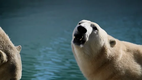 Two polar bears devouring their prey, slow motion Stock Footage 324530146