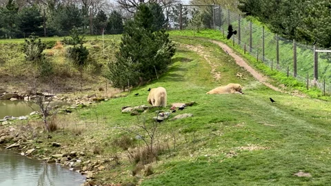 Two polar bears eating meat on pond side. Stock Footage 336980074