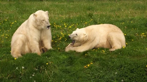 Two polar bears in grass, one rolling over Stock Footage 104149403