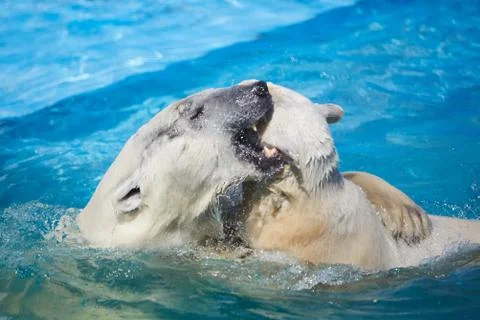 Two polar bears Stock Photos