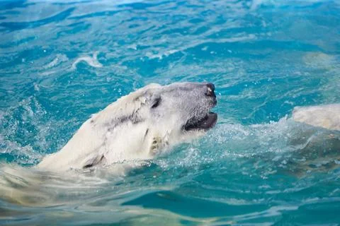 Two polar bears Stock Photos