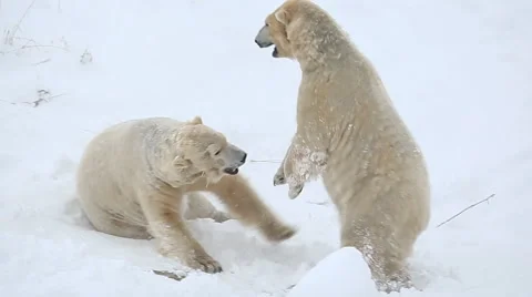 Two Polar bears plaing in snow Stock Footage 59795990