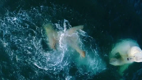 Two polar bears playfully splashing in the cold arctic water Stock Footage 337058216