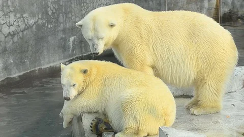 Two polar bears resting Stock Footage 69916075