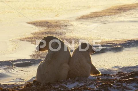 Two Polar Bears Sittin Side By Side On A Snowfield In Manitoba, At Sunset.