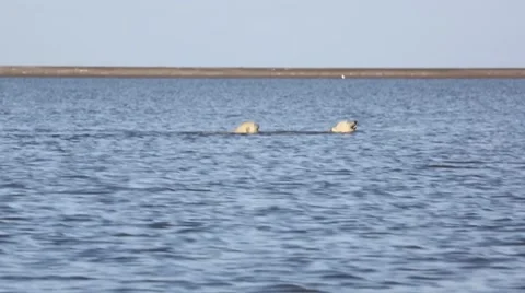 Two polar bears swimming Stock Footage 47005782
