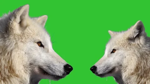 Two polar wolves on a green screen Stock Footage 324759416
