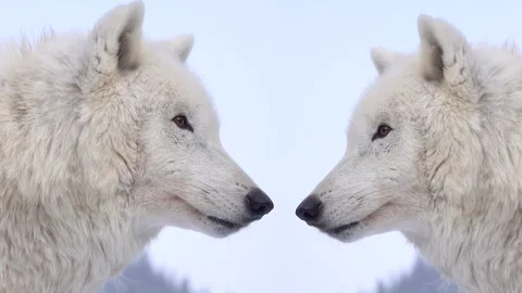 Two polar wolves on the silver screen Stock Footage 324759381