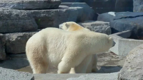 Two polarbear Stock Footage 509316