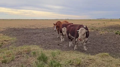 Two Polled hereford cows and a horse standing together in a field. 4K Stock Footage 323770622