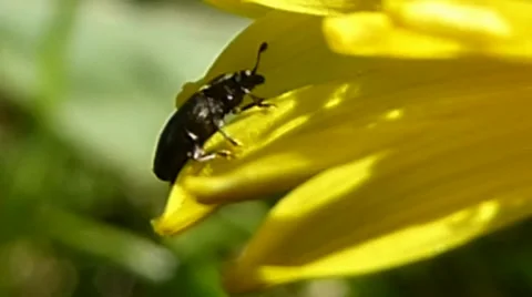 Two pollen beetles on dandelion, British insects 2 of 14 Stock Footage 41338851