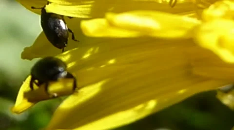 Two pollen beetles walking across dandelion petals, British insects 1 of 14 Stock Footage
