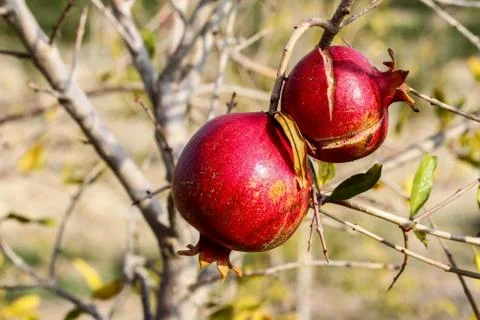 Two pomegranates on the tree Stock Photos