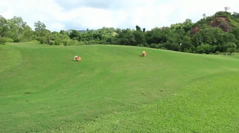 Two Pomeranian spitz running on the grass Stock Footage 11852481