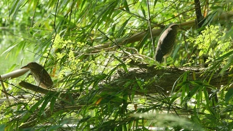 Two pond heron resting Stock Footage 97651782