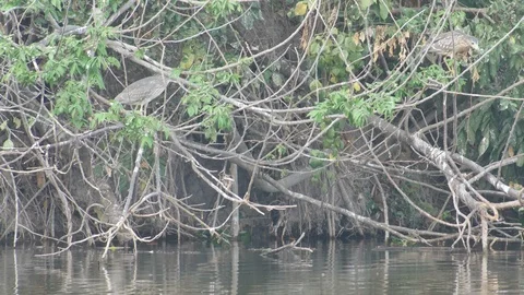 Two pond herons resting on the tree branch Stock Footage 88148661