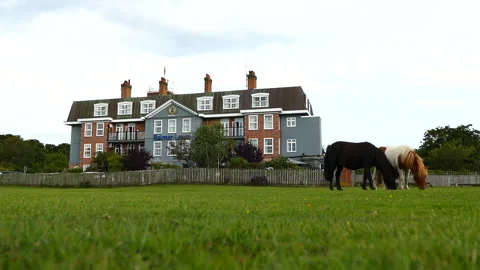 Two ponies eating grass outside the Balmer Lawn Hotel at The New Forest Stock Footage 244746135
