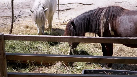 Two Ponies Eating Hay Stock Footage 293217118