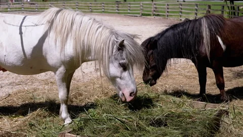 Two Ponies Eating Hay Stock Footage 293229504