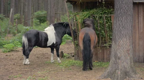 Two ponies eating from the trough Stock Footage 51794125