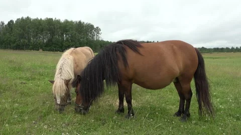 Two ponies in the field Stock Footage 134664735